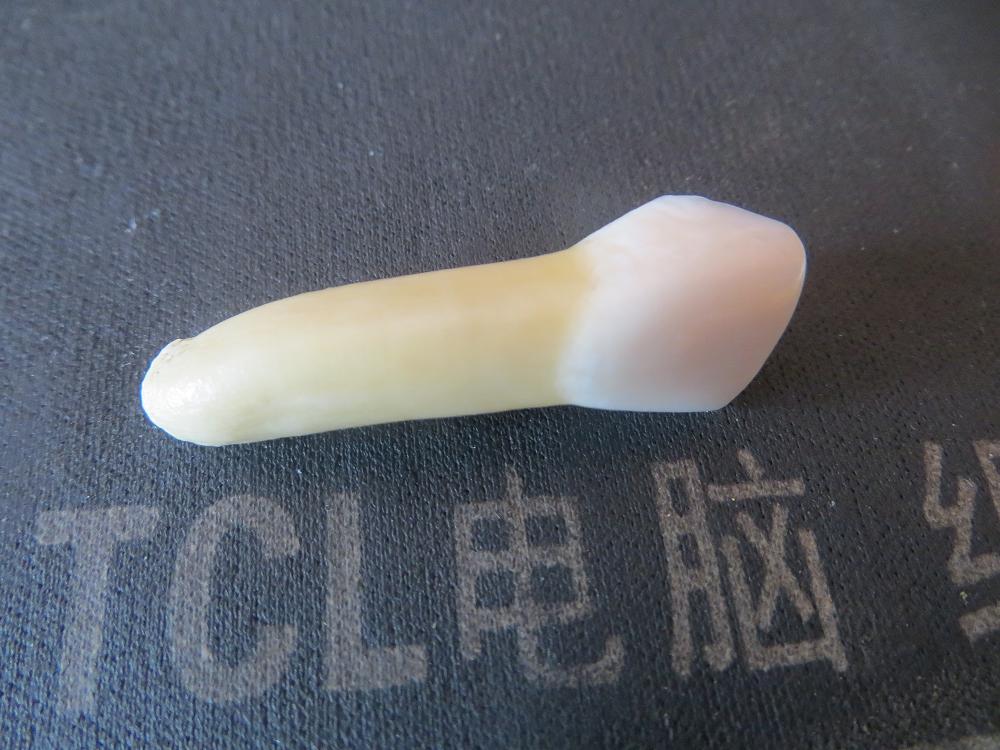野生狍子牙一根
