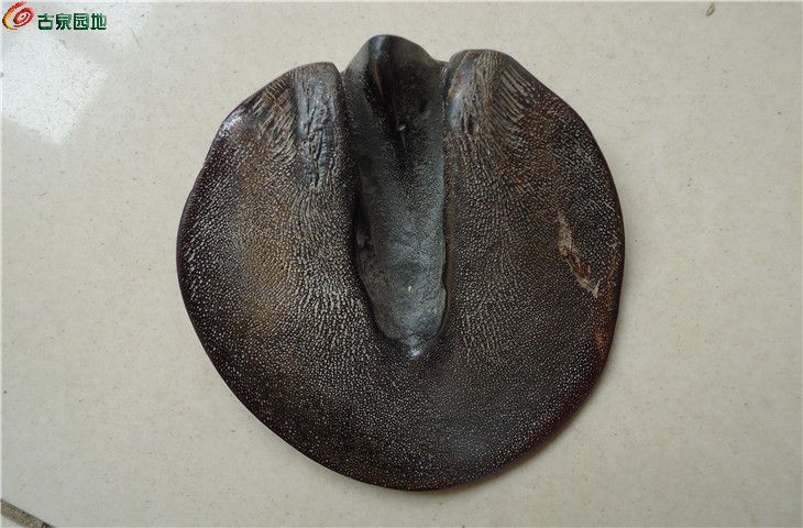 天然马蹄子笔架