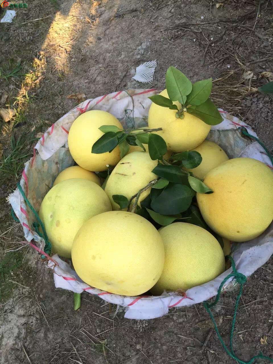 AQAAAFaFQDeIYbFXAAPZrvQ6678AAA_0gJiwY0AA9nG394.jpg