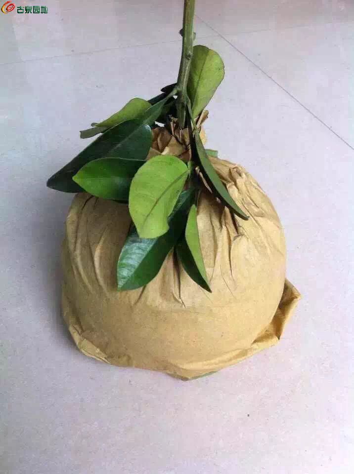 AQAAAFaFQDqID2L4AADqc03Am0MAAA_0gJn5ycAAOqL237.jpg