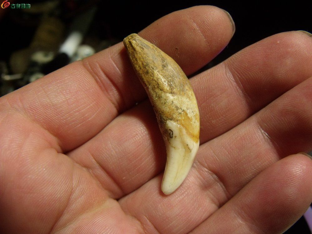 03年份不错的老狼牙
