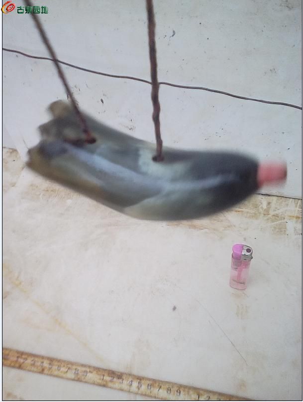AgAAAFq0fHGIbXQJAACyLK8HBlEAACaYAK35EAAALJE836.jpg
