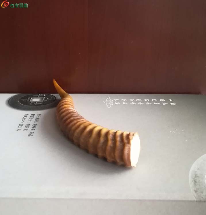 精美黄羊角一只3255