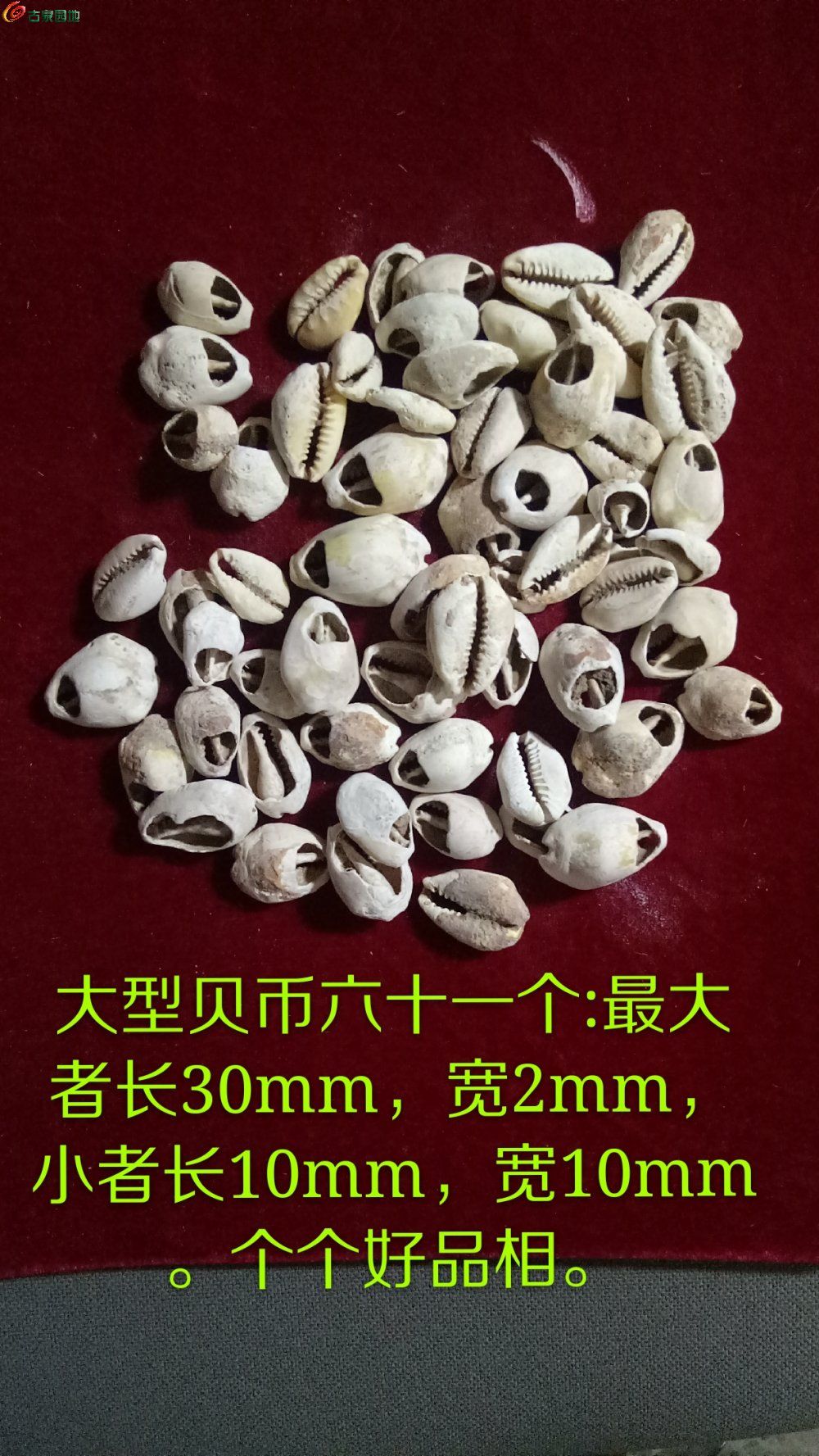 六十一个贝币