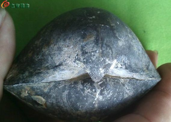 万年河蚌化石图片图片