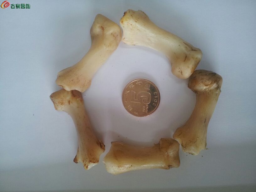 大猫骨血骨图片图片