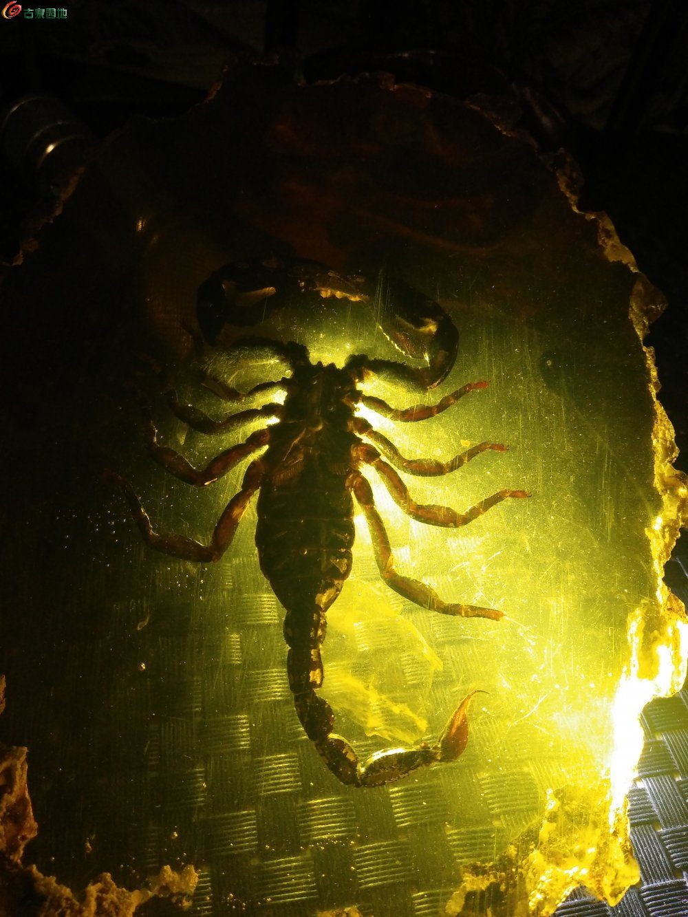 远古巨型蝎子图片