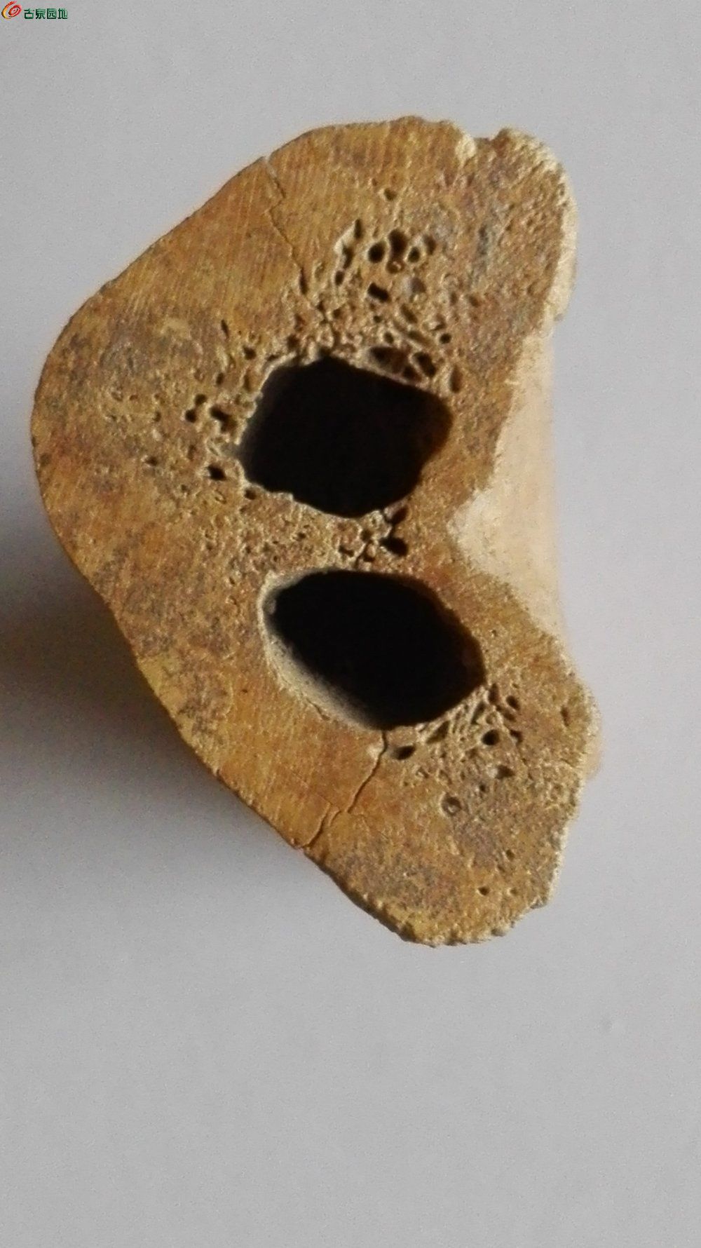 出土的虎骨化石图片