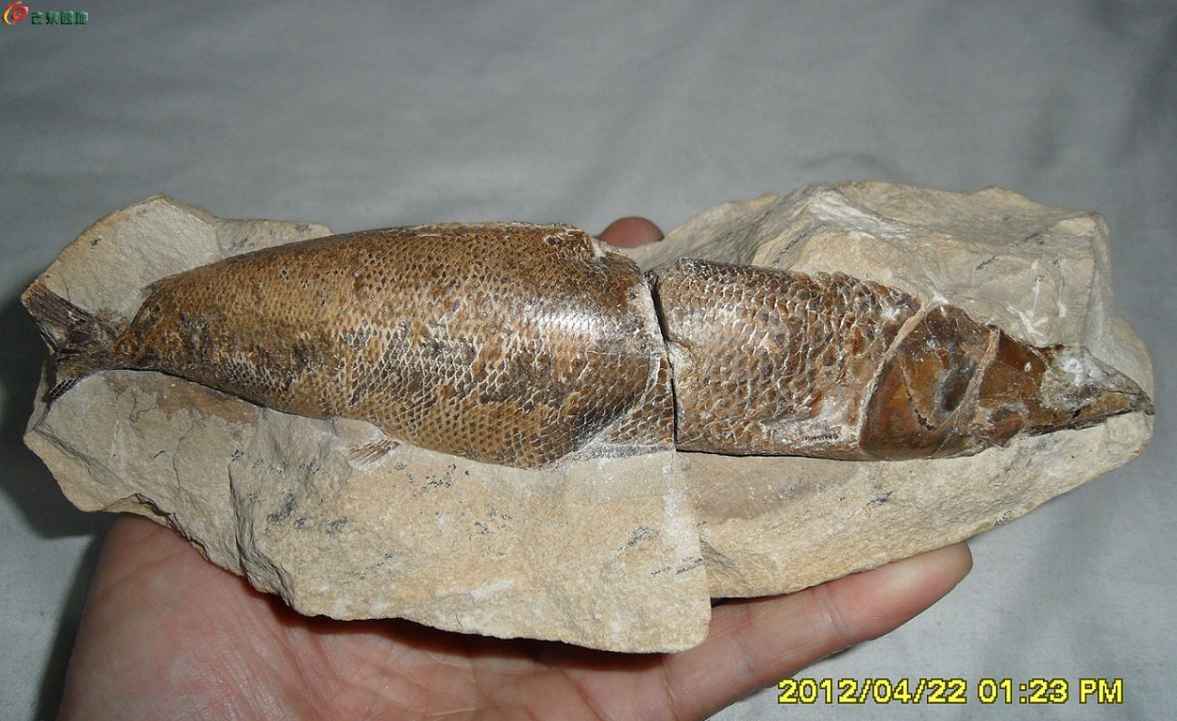 鱼化石艾青图片