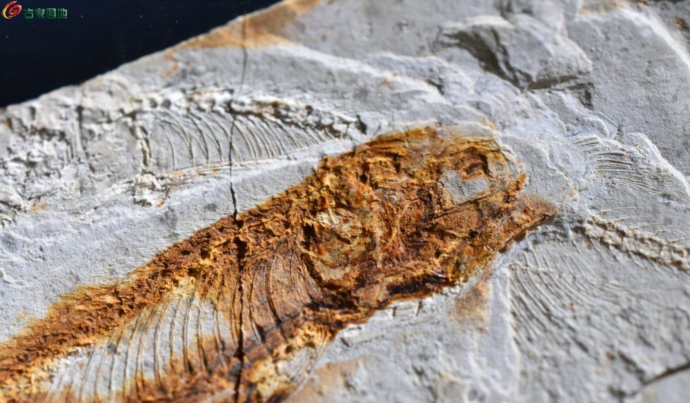 中国辽西古生物化石 狼鳍鱼 化石 距今已有一亿四千万年 化石本体非常