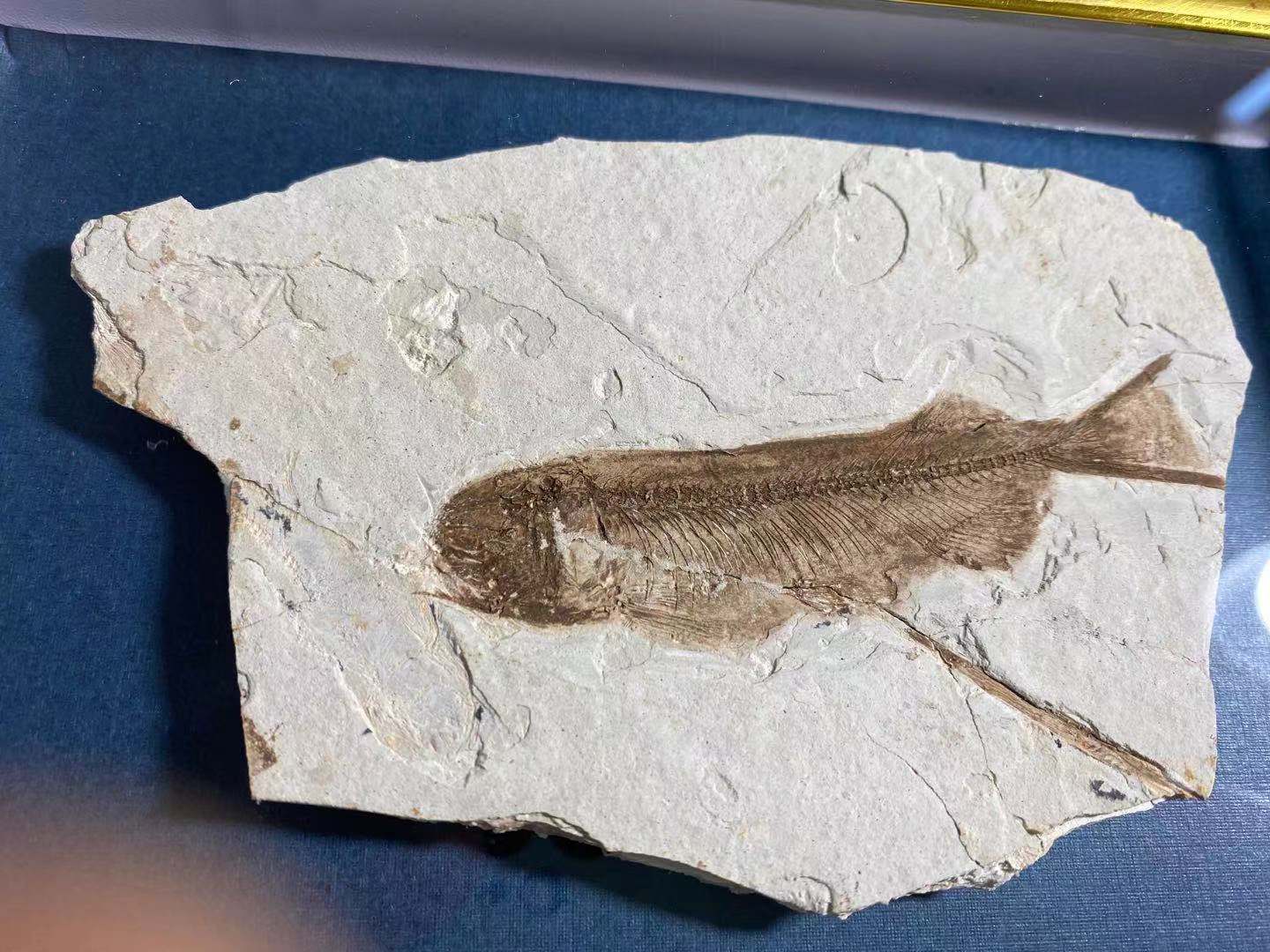 收藏级天然古生物鱼化石