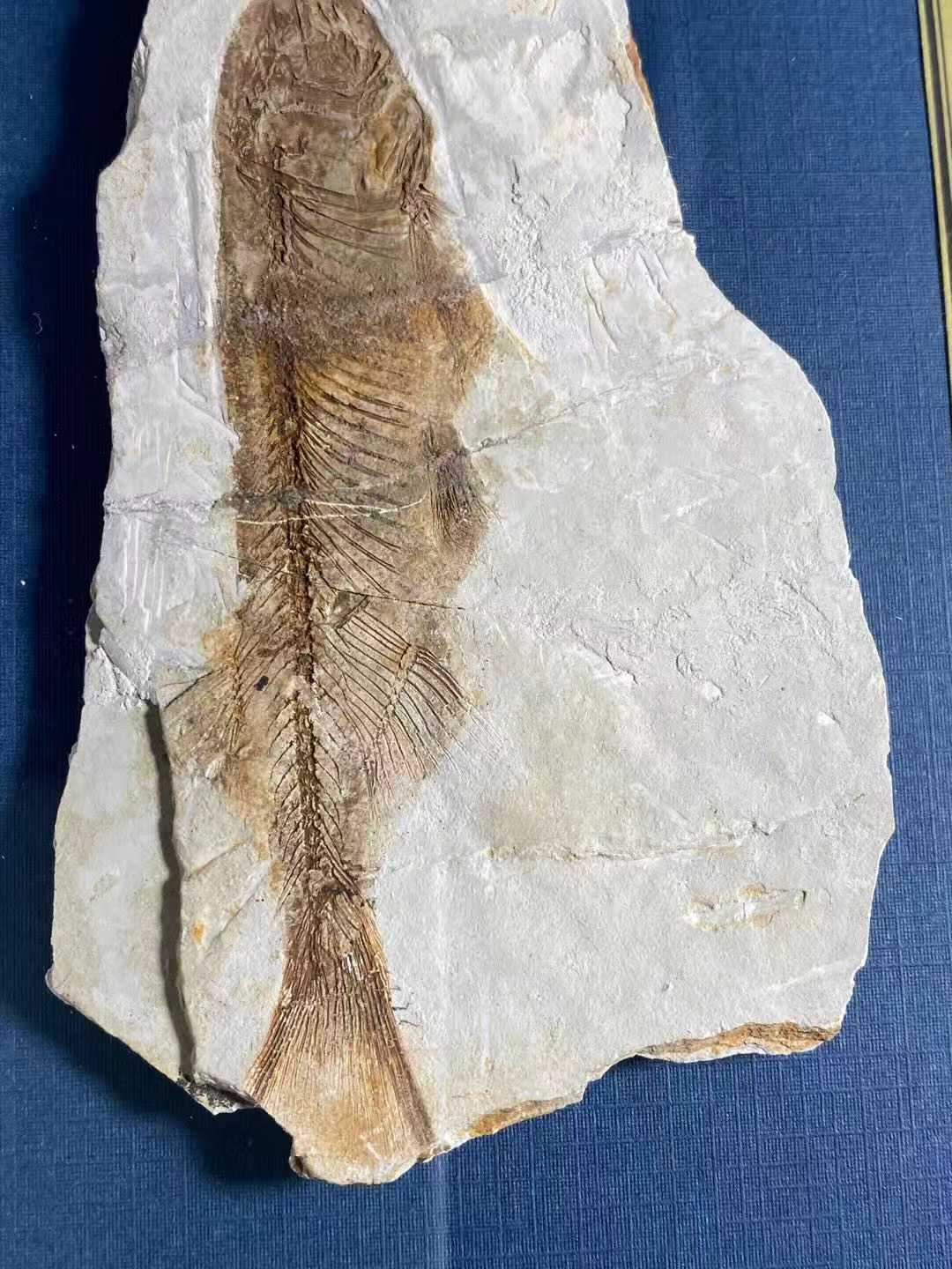 含肺鱼化石图片