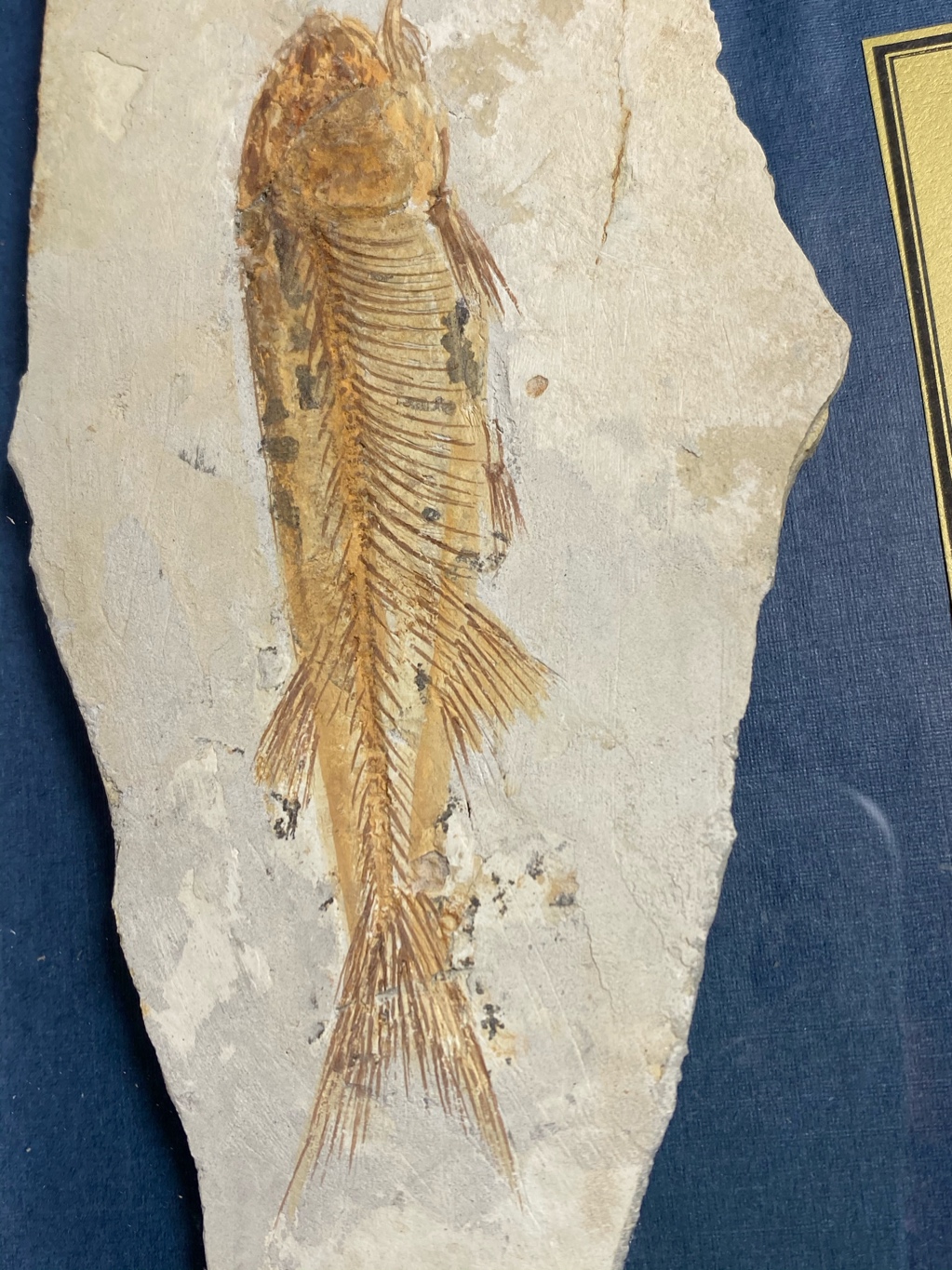 鱼化石种类图片
